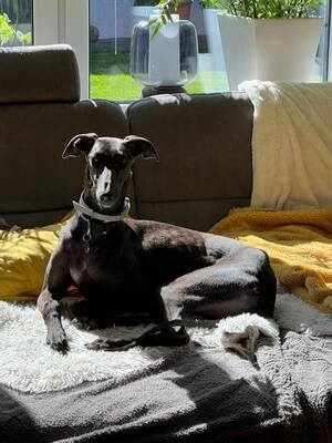 Freja, Galgo Espanol - Hündin