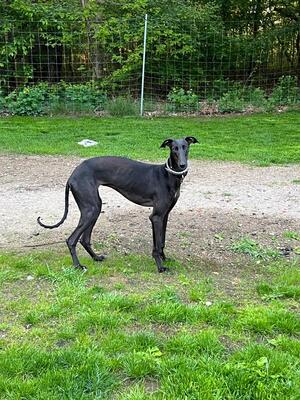 Freja, Galgo Espanol - Hündin