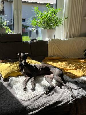 Freja, Galgo Espanol - Hündin