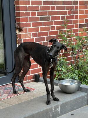 Freja, Galgo Espanol - Hündin
