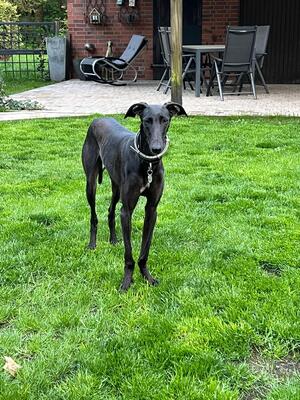 Freja, Galgo Espanol - Hündin