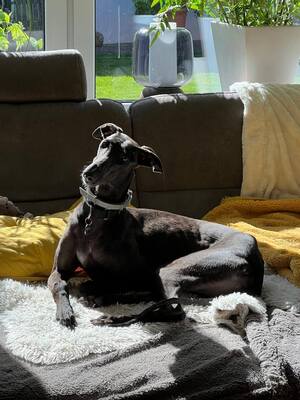 Freja, Galgo Espanol - Hündin