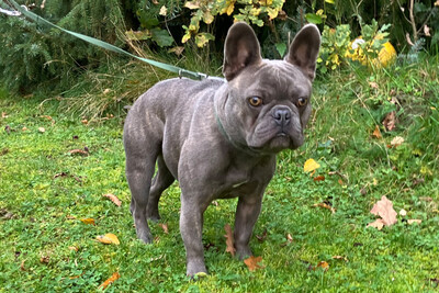 French Oskar, Franz. Bulldogge - Rüde