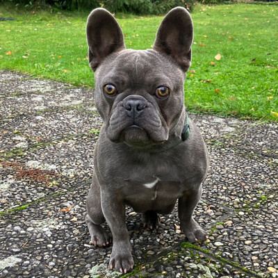 French Oskar, Franz. Bulldogge - Rüde