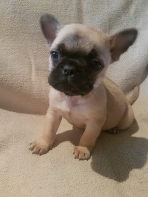 Frenchie Mix Welpen - Hündin