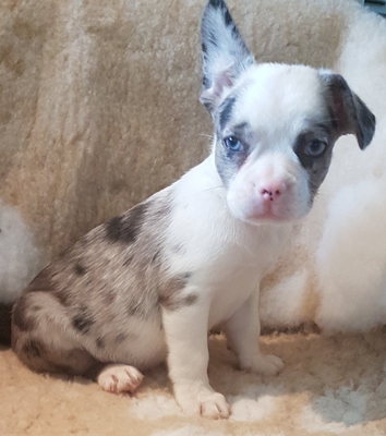 Frenchie Mix Welpen - Rüde