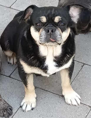 Frenchipug - Hündin