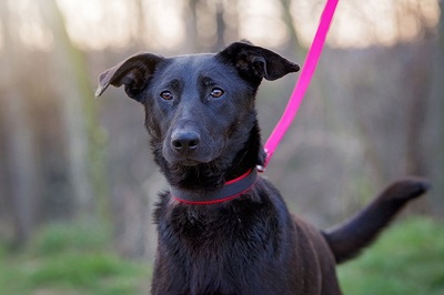Freya, Labrador ? Mischling - Hündin