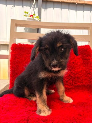 Freya, Mischling Welpen - Hündin