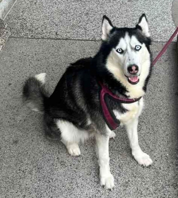 Freya möchte bei IHNEN ihr Glück finden