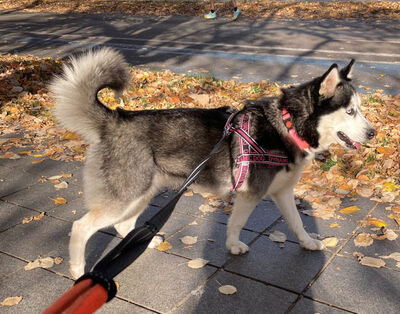 Freya möchte bei IHNEN ihr Glück finden, Mischling - Hündin