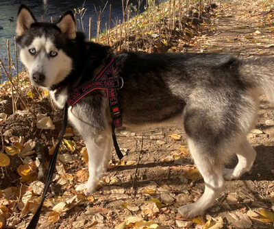 Freya möchte bei IHNEN ihr Glück finden, Mischling - Hündin