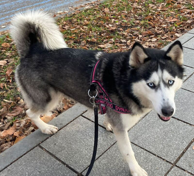 Freya möchte bei IHNEN ihr Glück finden, Mischling - Hündin
