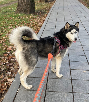 Freya möchte bei IHNEN ihr Glück finden, Mischling - Hündin