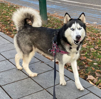 Freya möchte bei IHNEN ihr Glück finden, Mischling - Hündin