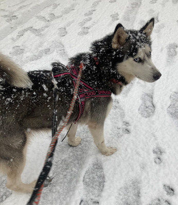 Freya möchte bei IHNEN ihr Glück finden, Mischling - Hündin