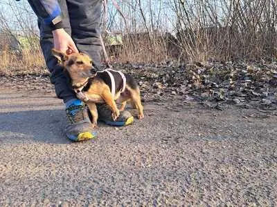 Frida - Liebenswerte Hündin, ca. 3 Jahre/25cm/6kg, Mischling - Hündin