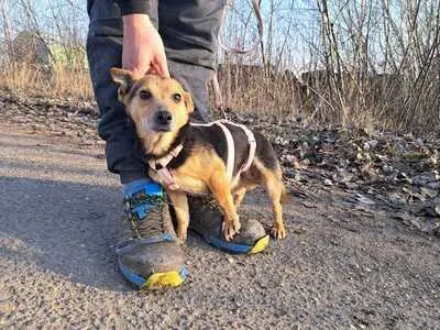 Frida - Liebenswerte Hündin, ca. 3 Jahre/25cm/6kg, Mischling - Hündin
