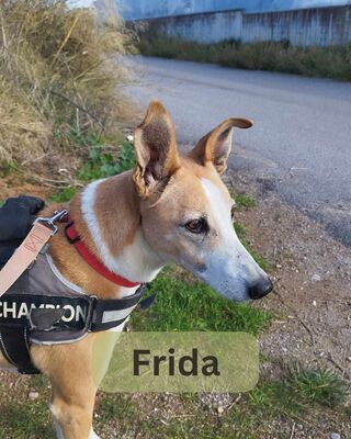 Frida, Mischling - Hündin