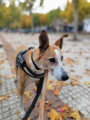 Frida, Mischling - Hündin