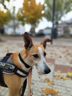 Frida, Mischling - Hündin