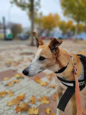 Frida, Mischling - Hündin