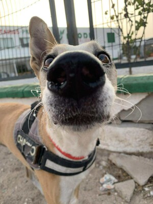 Frida, Mischling - Hündin