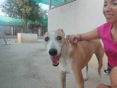 Frida, Mischling - Hündin