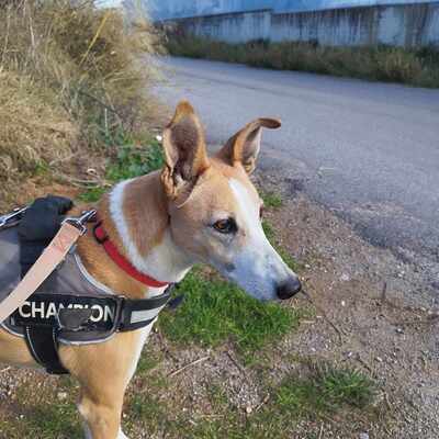 Frida, Mischling - Hündin