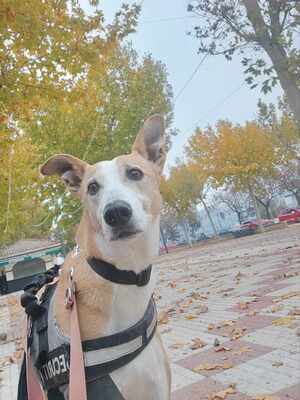 Frida, Mischling - Hündin