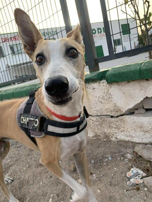 Frida, Mischling - Hündin