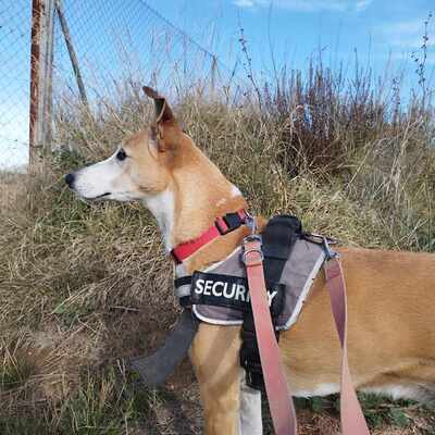 Frida, Mischling - Hündin