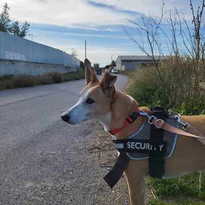 Frida, Mischling - Hündin