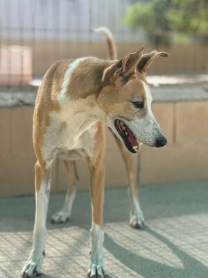 Frida, Mischling - Hündin