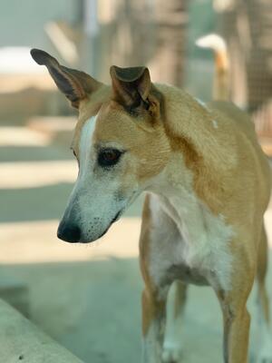 Frida, Mischling - Hündin