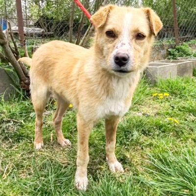 🌸Frida ist ein absoluter Schatz, sehr freundlich und sanftmütig und einfach ein wandelndes Glücksgefühl💥, Mischlingshündin - Hündin