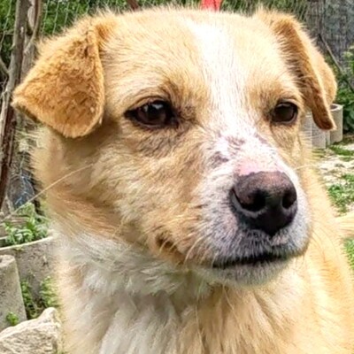 🌸Frida ist ein absoluter Schatz, sehr freundlich und sanftmütig und einfach ein wandelndes Glücksgefühl💥, Mischlingshündin - Hündin