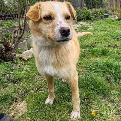 🌸Frida ist ein absoluter Schatz, sehr freundlich und sanftmütig und einfach ein wandelndes Glücksgefühl💥, Mischlingshündin - Hündin
