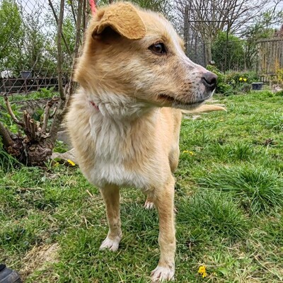 🌸Frida ist ein absoluter Schatz, sehr freundlich und sanftmütig und einfach ein wandelndes Glücksgefühl💥, Mischlingshündin - Hündin