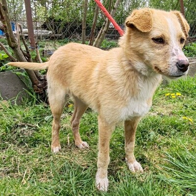 🌸Frida ist ein absoluter Schatz, sehr freundlich und sanftmütig und einfach ein wandelndes Glücksgefühl💥, Mischlingshündin - Hündin