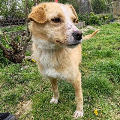 🌸Frida ist ein absoluter Schatz, sehr freundlich und sanftmütig und einfach ein wandelndes Glücksgefühl💥, Mischlingshündin - Hündin
