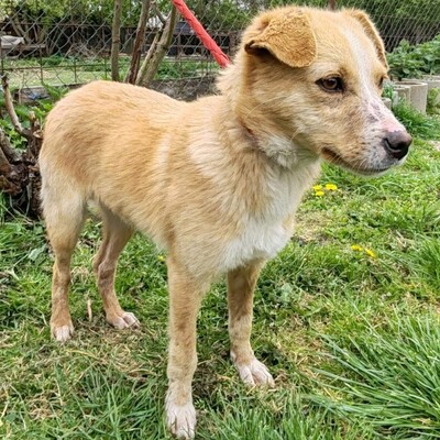 🌸Frida ist ein absoluter Schatz, sehr freundlich und sanftmütig und einfach ein wandelndes Glücksgefühl💥, Mischlingshündin - Hündin