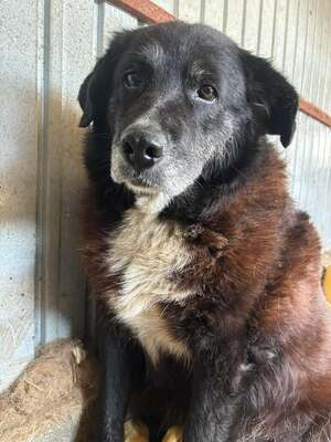 Frieda, Mischling - Hündin