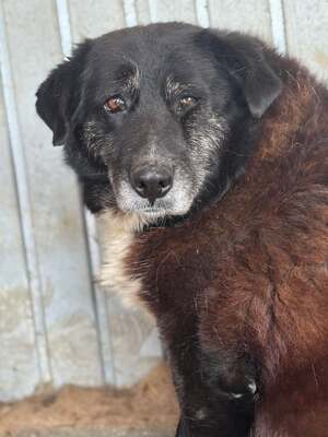 Frieda, Mischling - Hündin