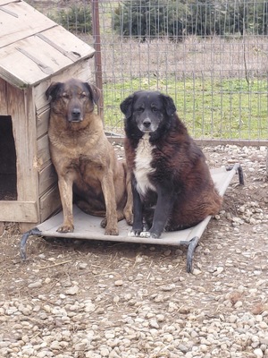 Frieda, Mischling - Hündin