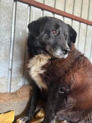 Frieda, Mischling - Hündin
