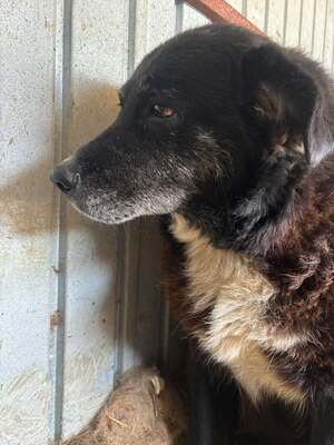 Frieda, Mischling - Hündin