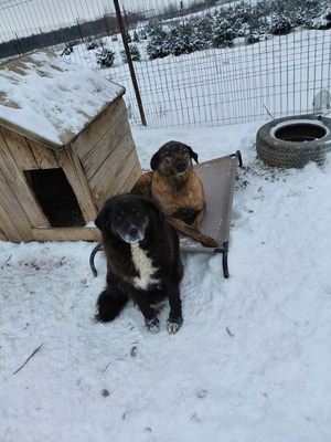 Frieda, Mischling - Hündin