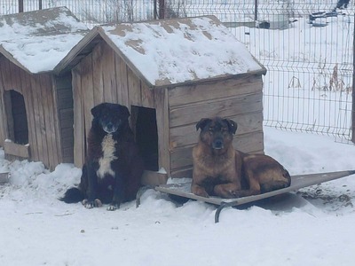 Frieda, Mischling - Hündin