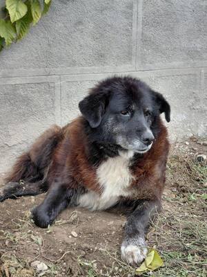 Frieda, Mischling - Hündin